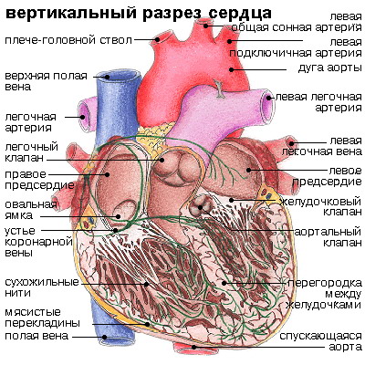 Поперечный разрез сердца рисунок