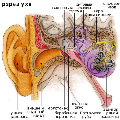 Строение и функции уха