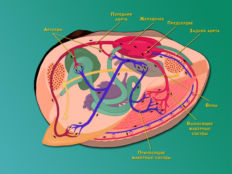 Схема строения кровеносной системы моллюсков
