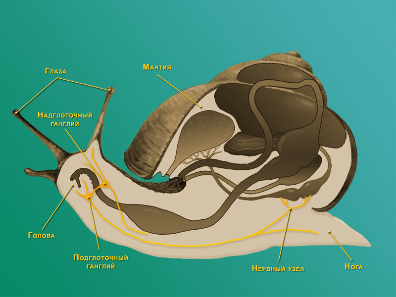 Схема строения нервной системы моллюсков