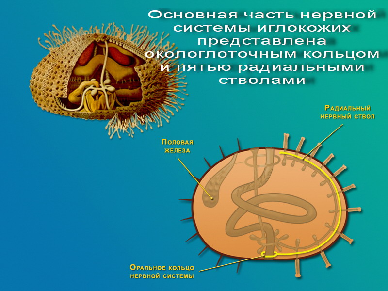 Схема строения морского ежа