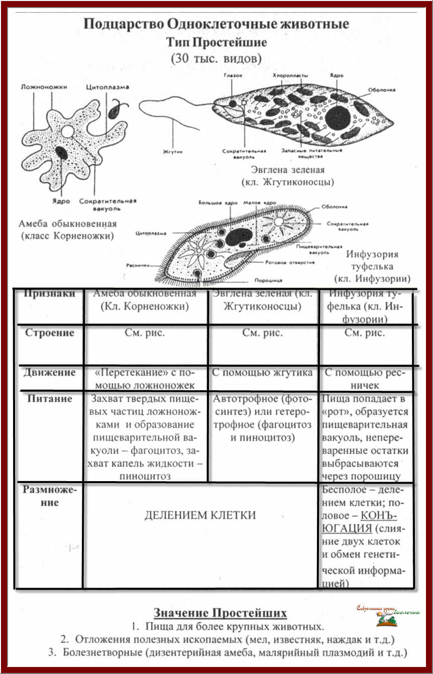 Общая характеристика простейших 7 класс биология таблица