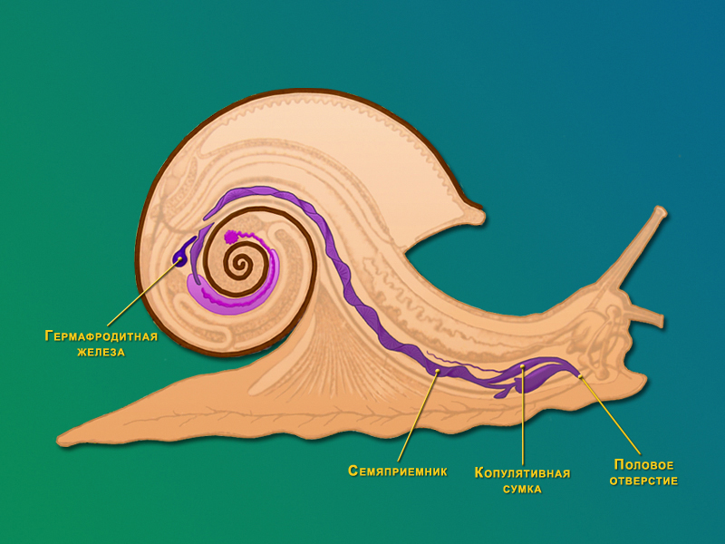 Виноградная улитка строение тела схема